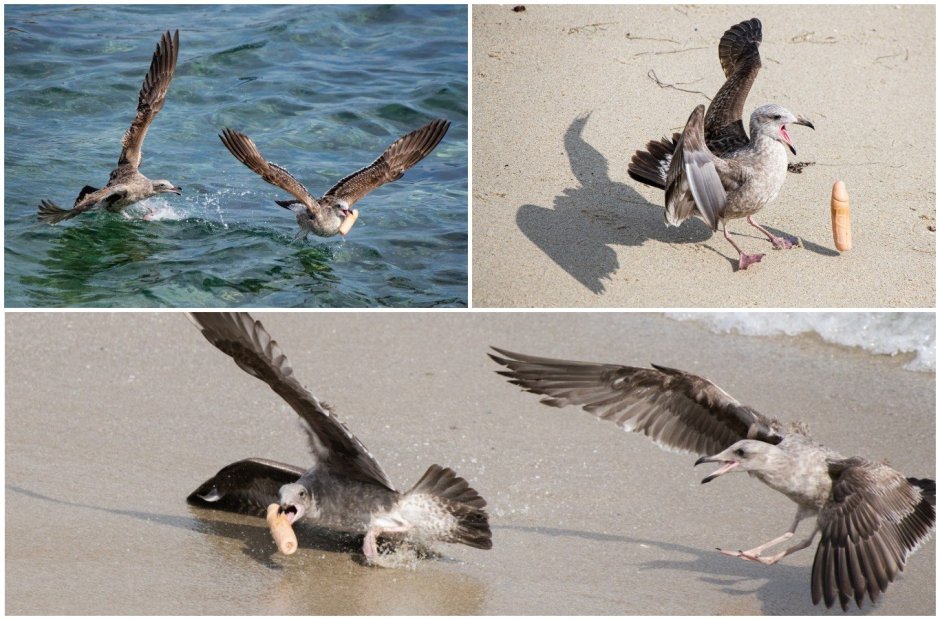 Чайки выклевывают глаза утопающим