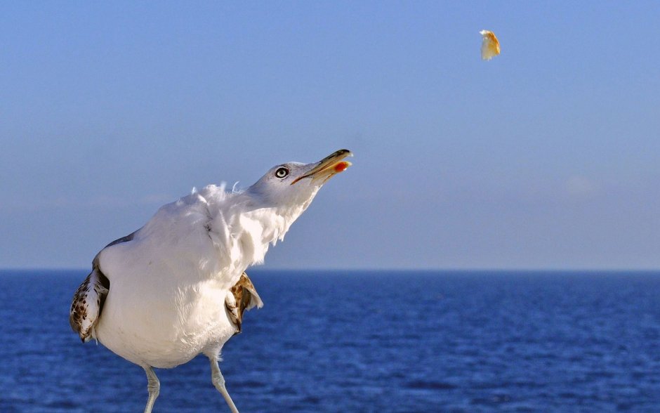Чайка ругается