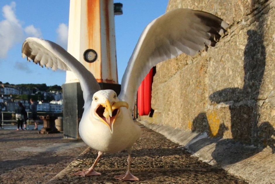 Чайки атакуют