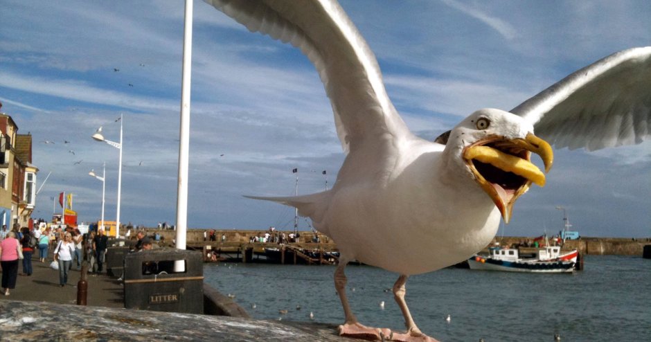 Смешной взгляд Чайки