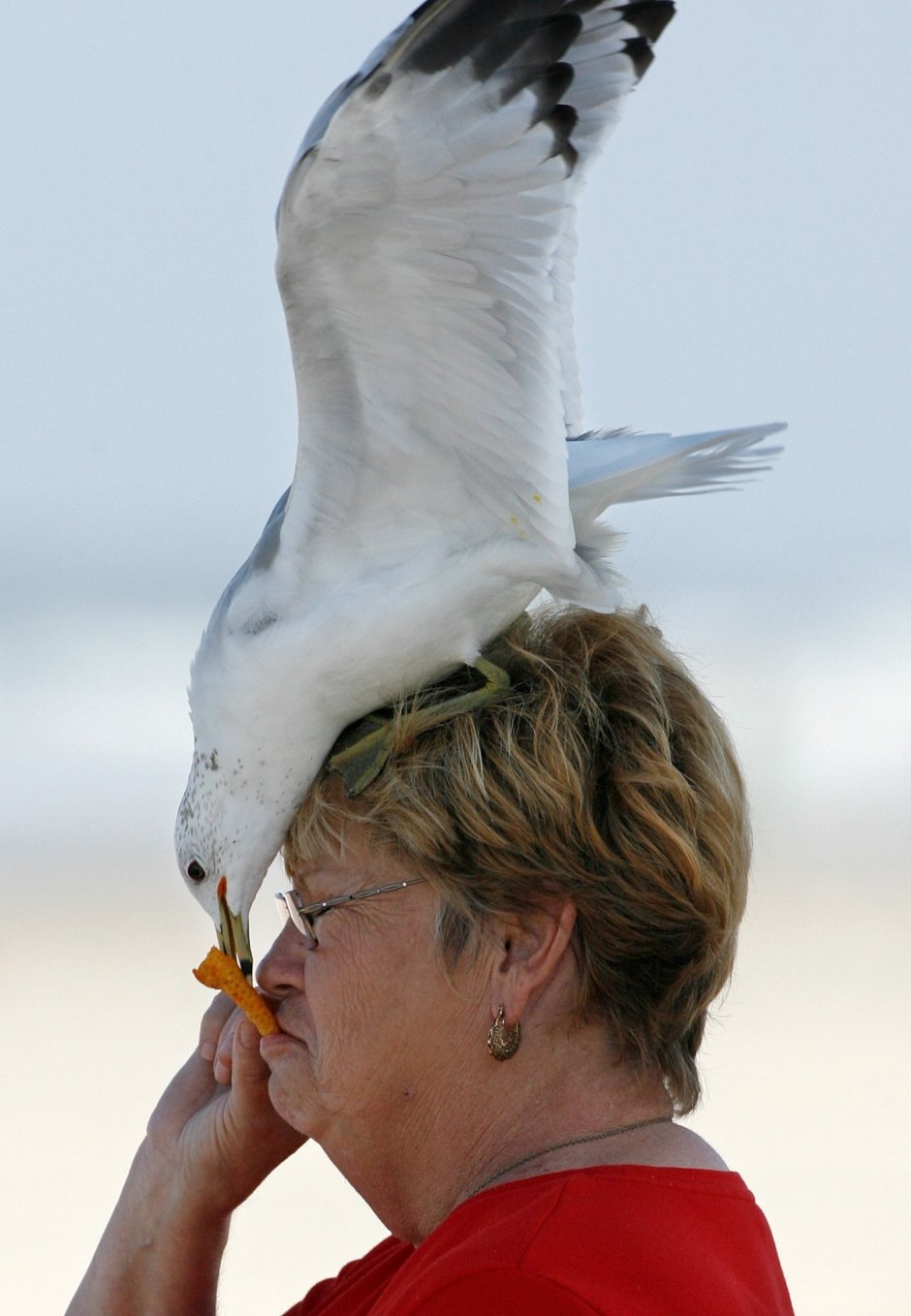 Чайка прикол