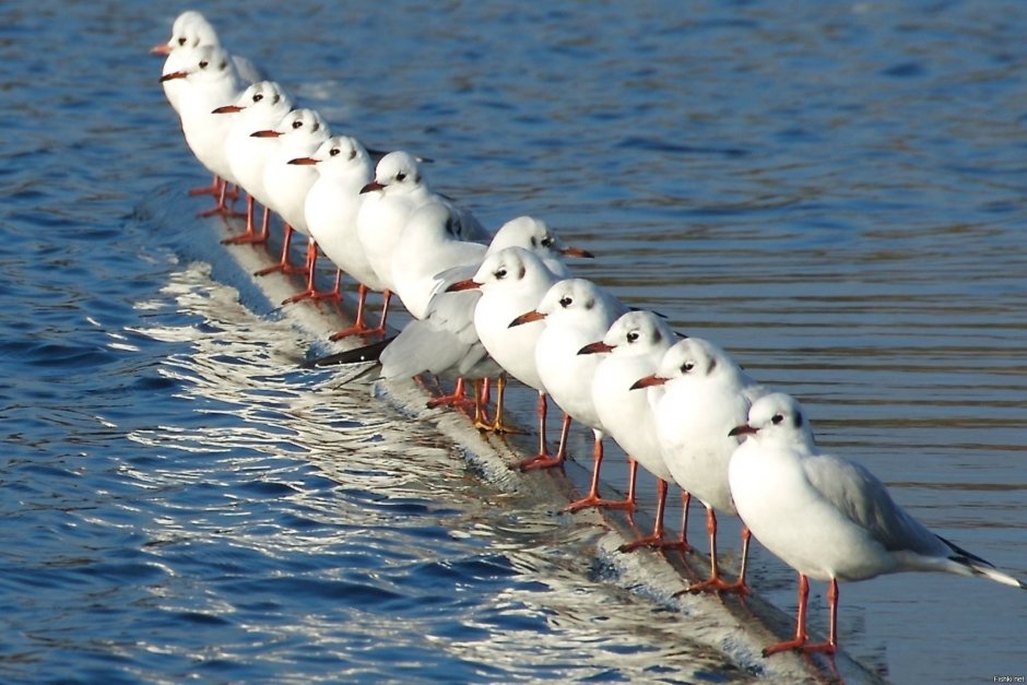 Смешные Чайки