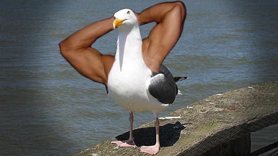 Наглые Чайки