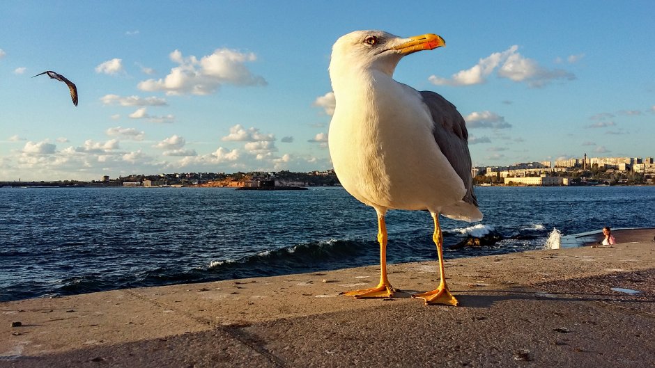 Доброе утро Чайки