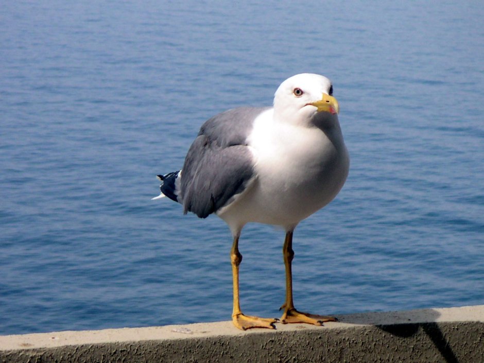 Жирные Чайки