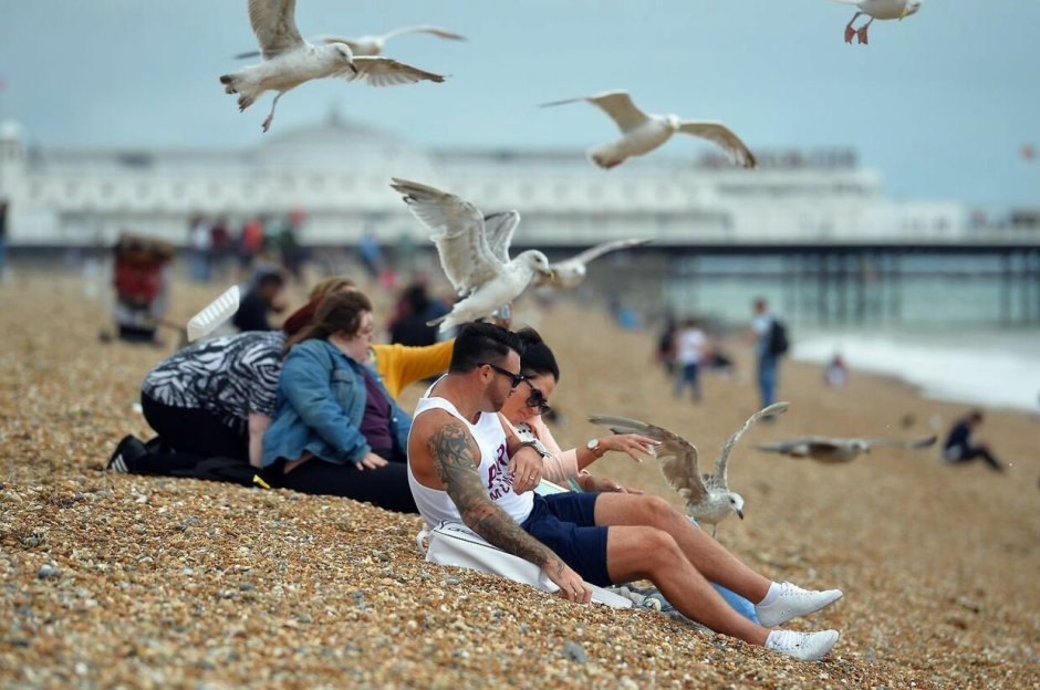 Чайки атакуют