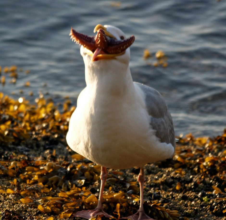 Горлица хохотунья