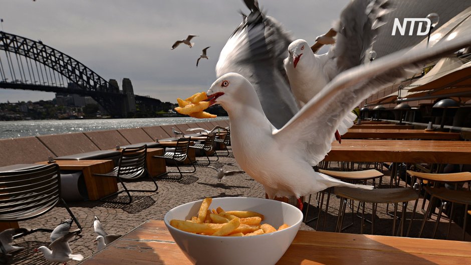 Пеликан в полете