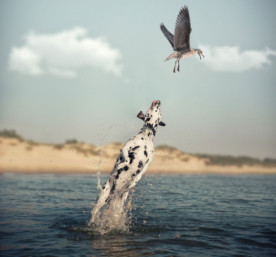 Редкий Кадр животных