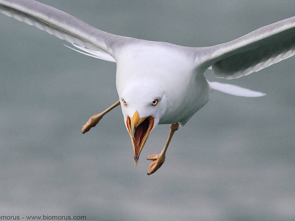 Танцующий голубь