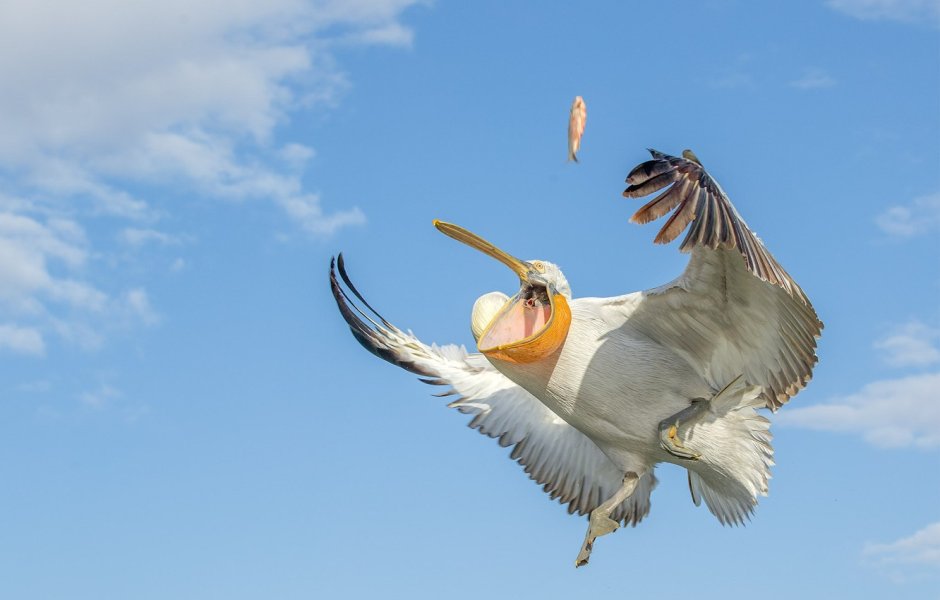 Голова Чайки