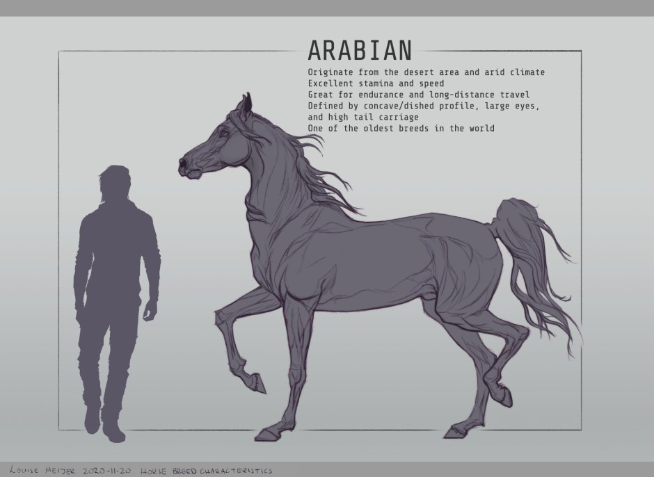 What are the most characteristic features of Horses?