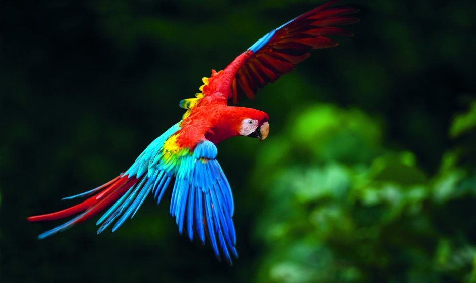 Попугай Macaw