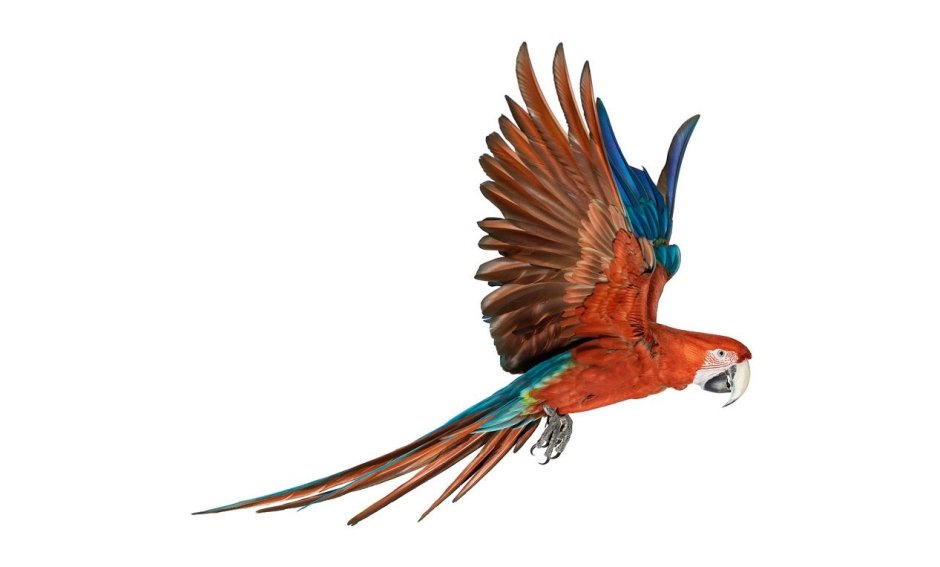Попугай Macaw