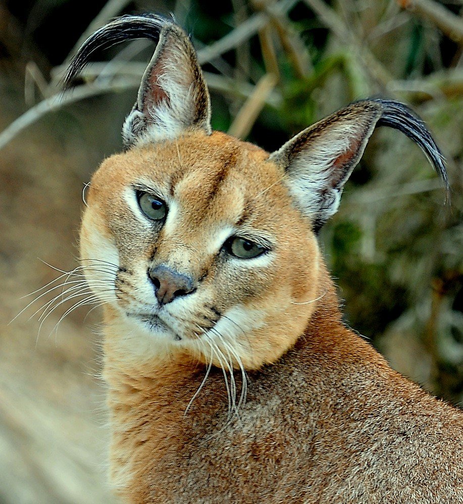 Черноногая Бенгальская кошка