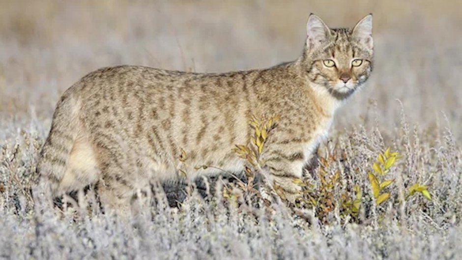 Африканская Дикая кошка (Felis lybica)