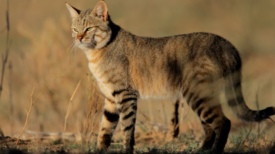 Степная кошка (Felis Libyca)