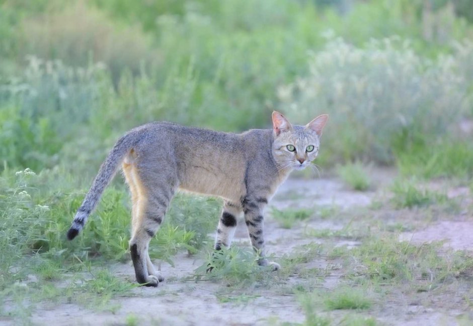 Степной кот Felis Libyca (Forster, 1780)