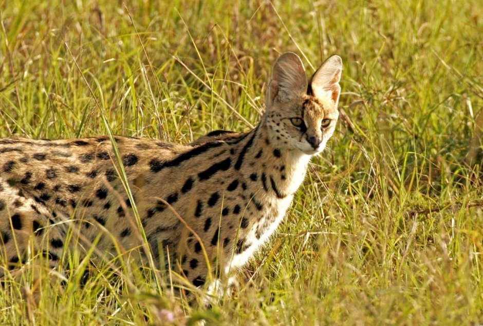 Пампасская кошка (leopardus COLOCOLO)