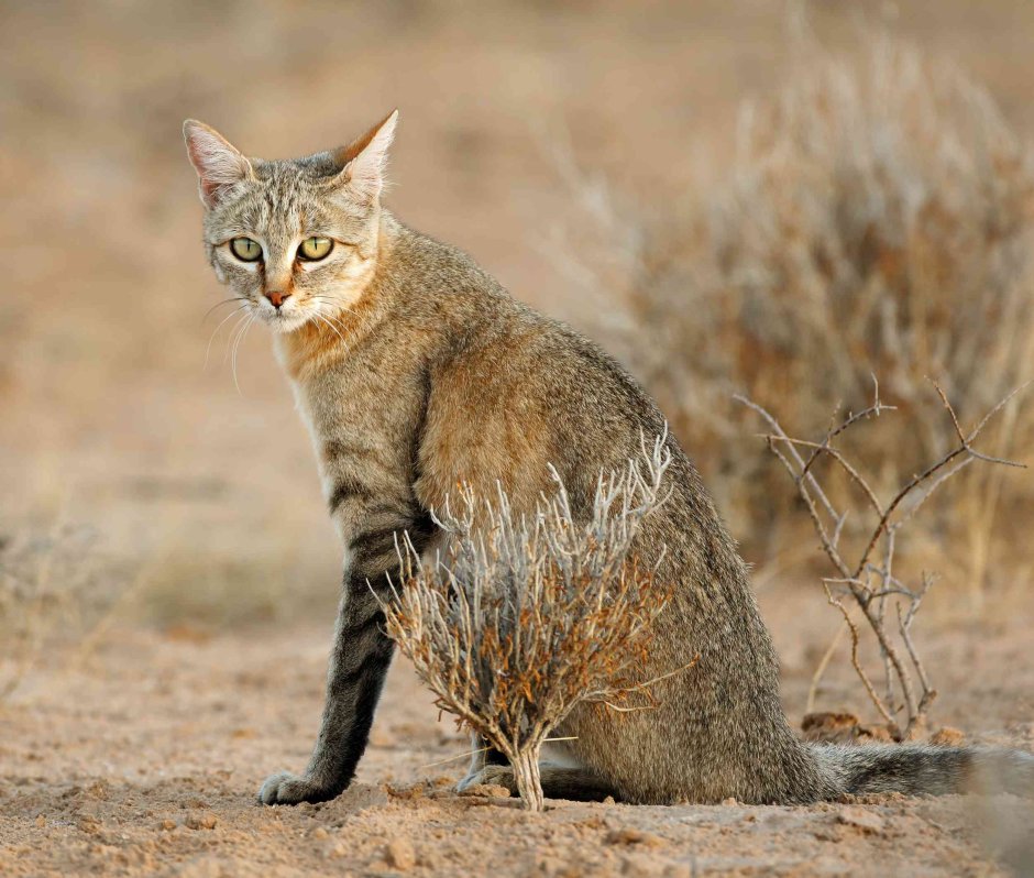 Степная кошка (Felis Libyca)