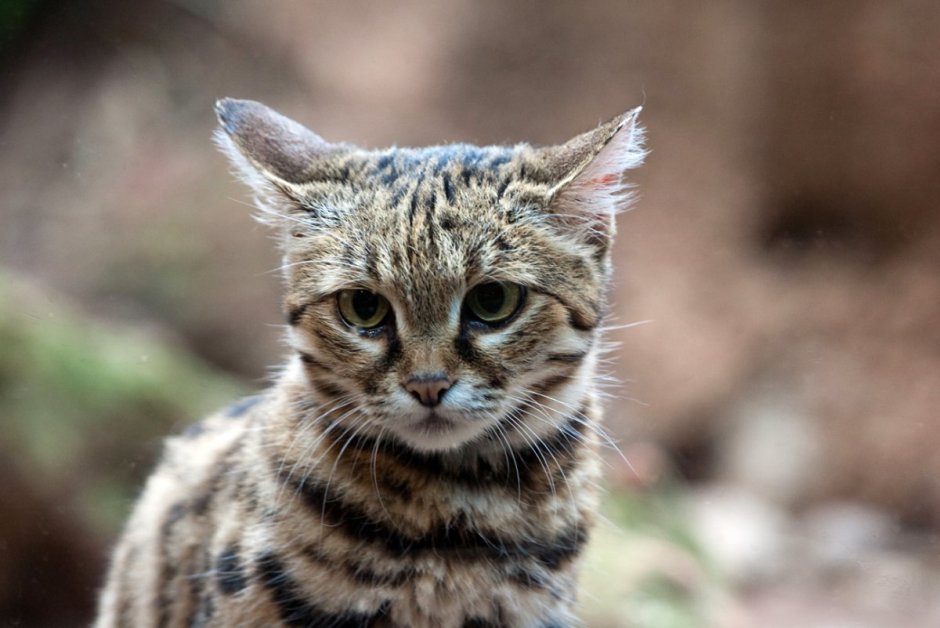 Австралийский мист дымчатая