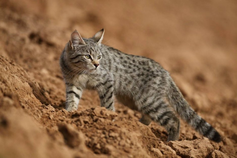 Степной кот Felis Silvestris lybica