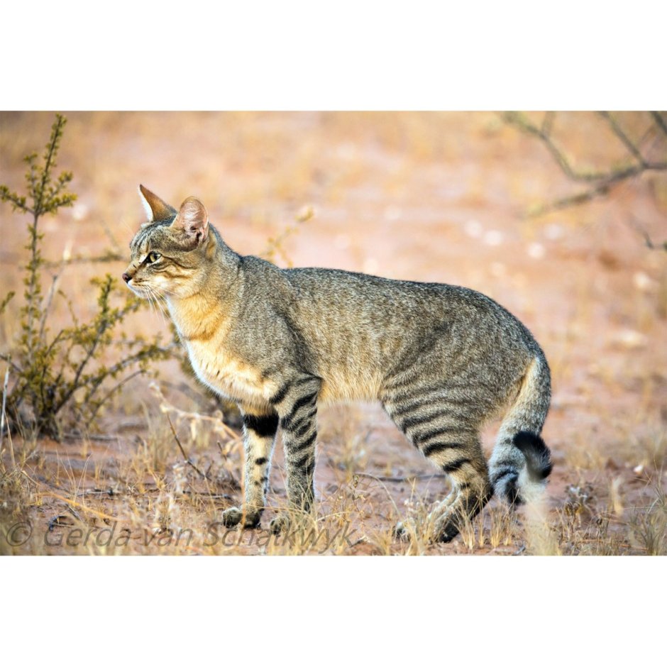 Степной кот Felis Silvestris lybica