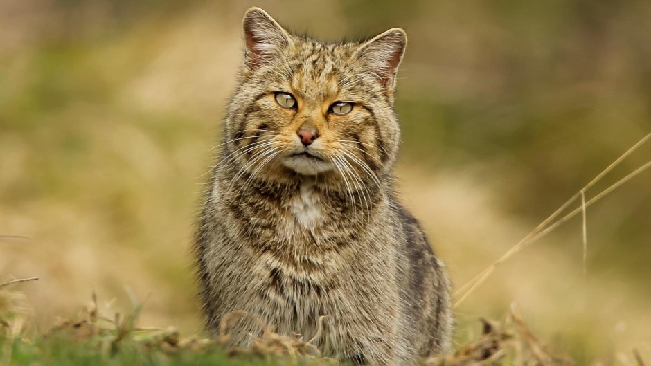 Степной кот Felis Libyca (Forster, 1780)