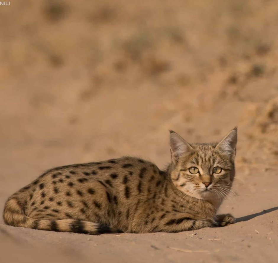 Степная кошка (Felis Libyca)