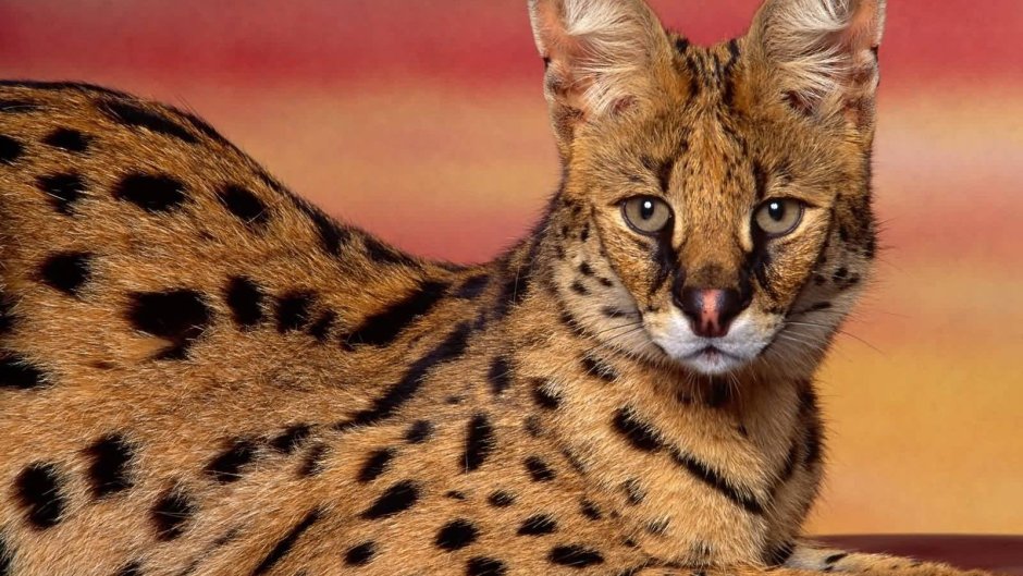 Североафриканская степная кошка