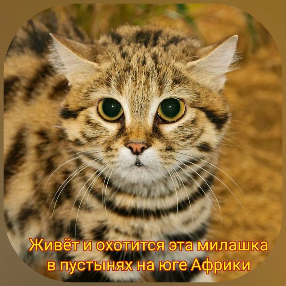 Дикие кошки Африки