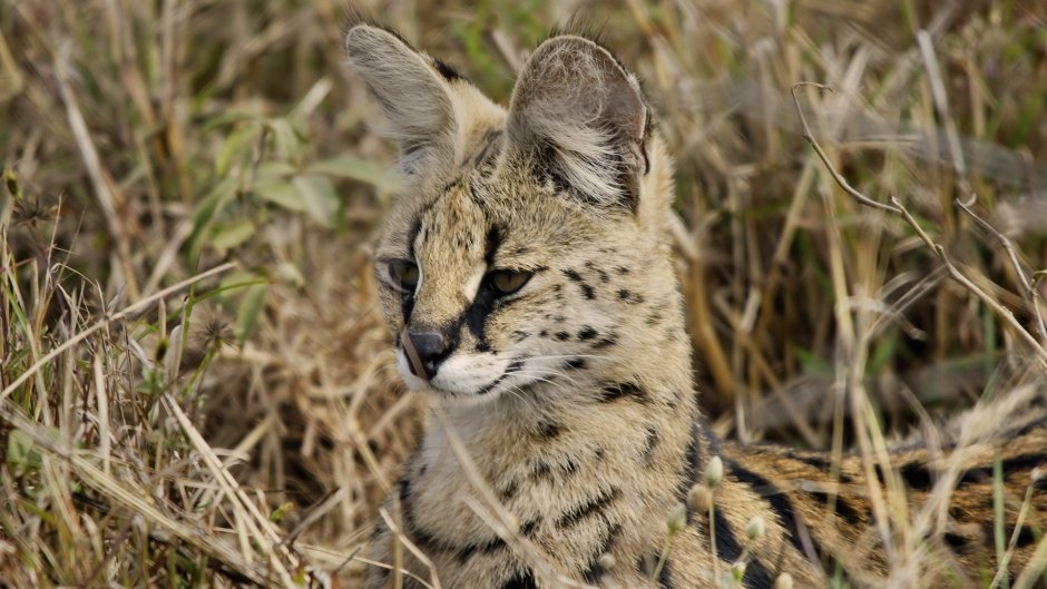 Каракал, пустынная Рысь
