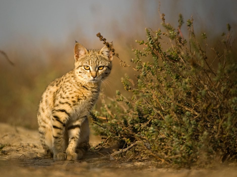 Нубийская Буланая кошка