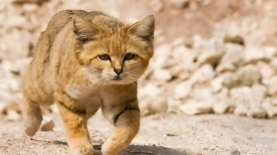 Африканская кошка сервал