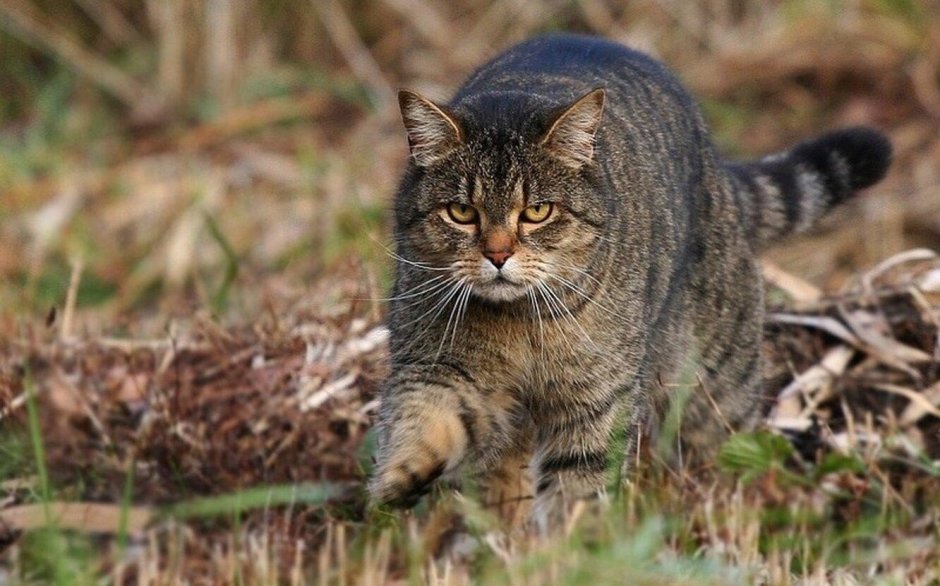 Пустынная нубийская кошка