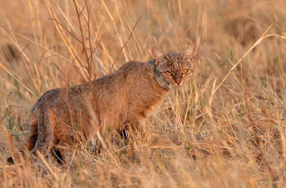 Степная кошка (Felis Libyca)