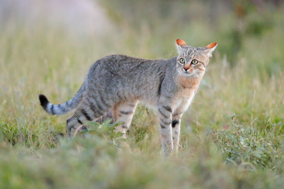 Felis Silvestris Ornata