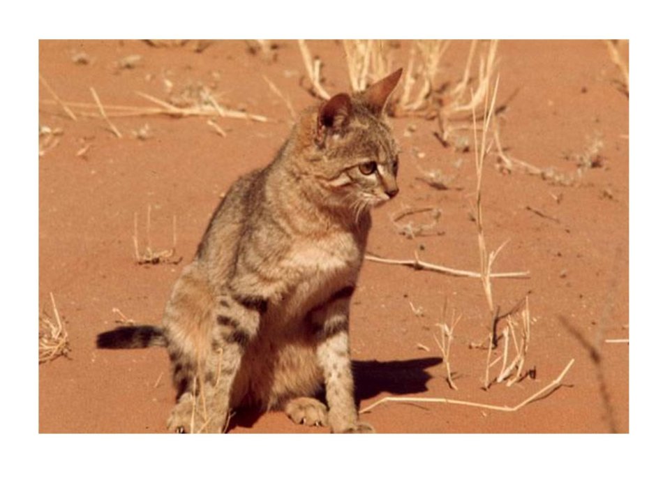 Черноногая кошка Африки