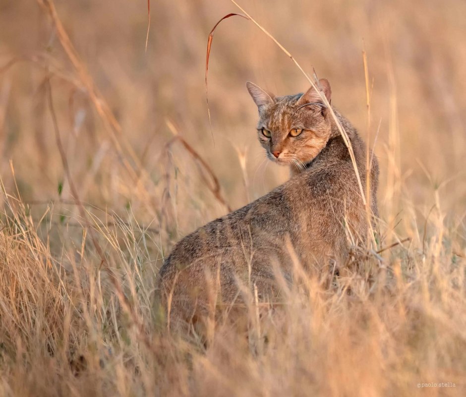 Felis Silvestris lybica