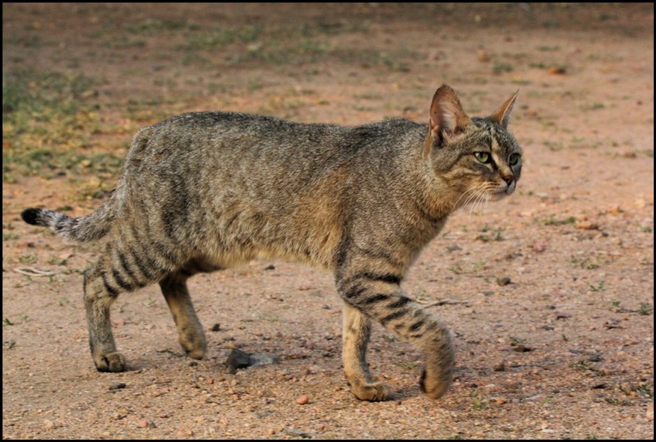 Африканская черноногая