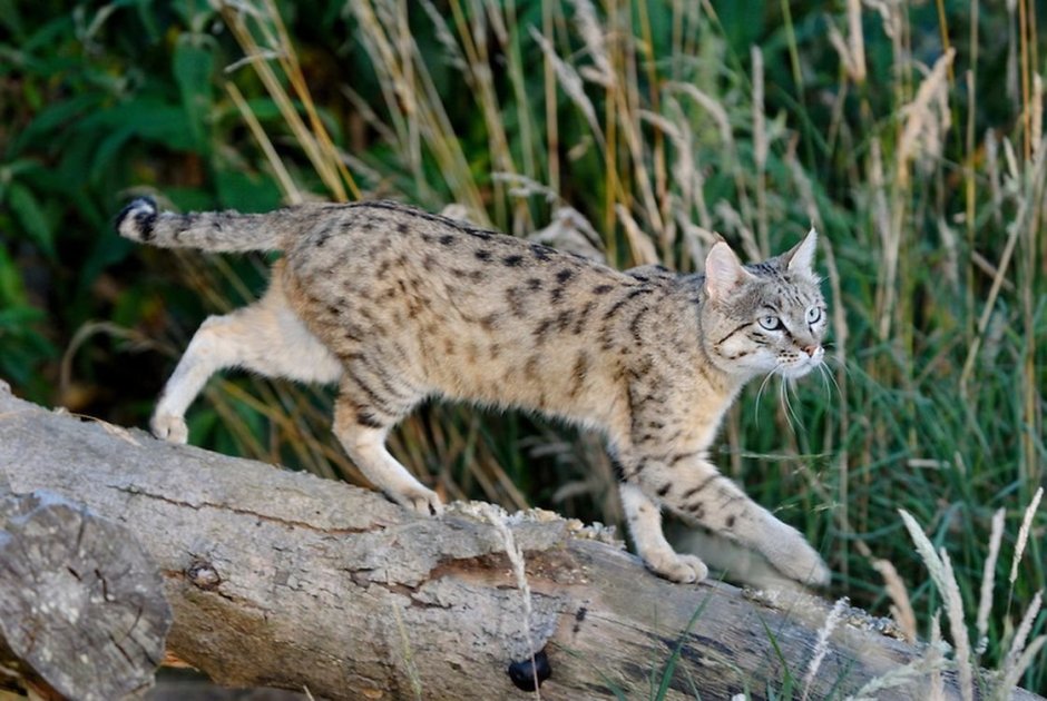 Степная кошка (Felis Libyca)