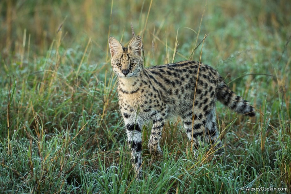 Нубийская Буланая кошка