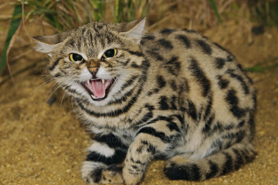 Дикая кошка сервал