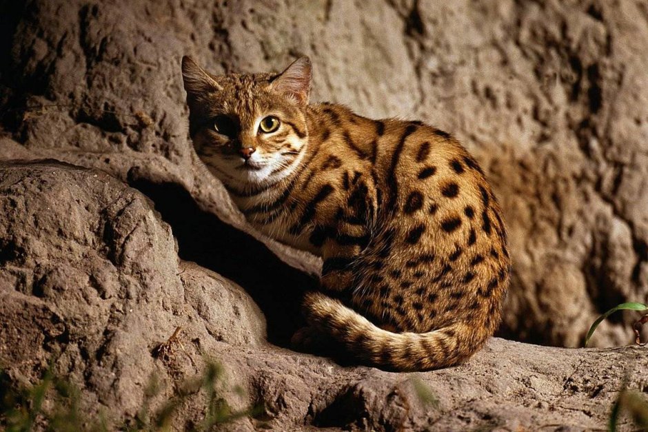 Felis Silvestris lybica