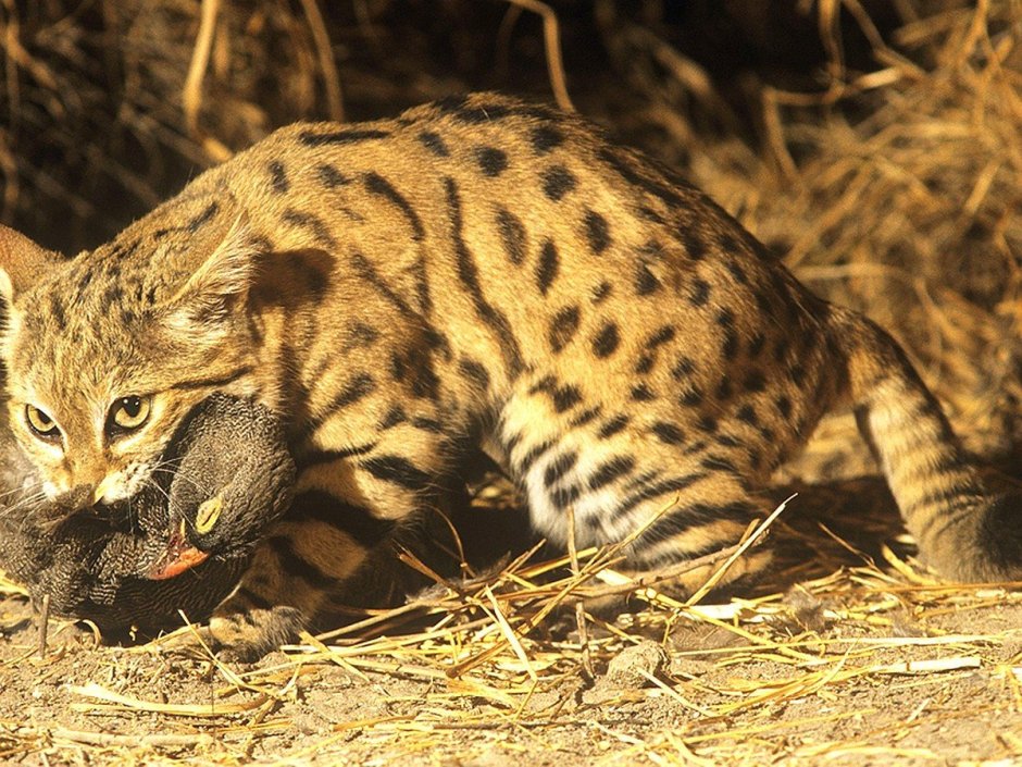 Каракал Нефертити