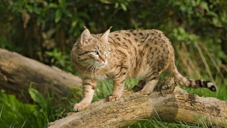 Сервал (Leptailurus Serval),