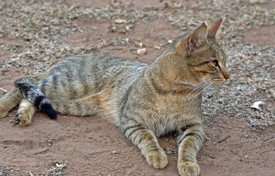 Тунис сервал