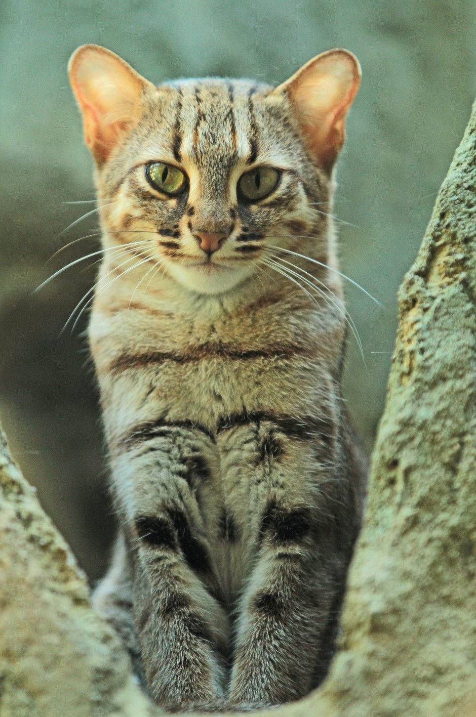 Барханный кот охотник пустыни