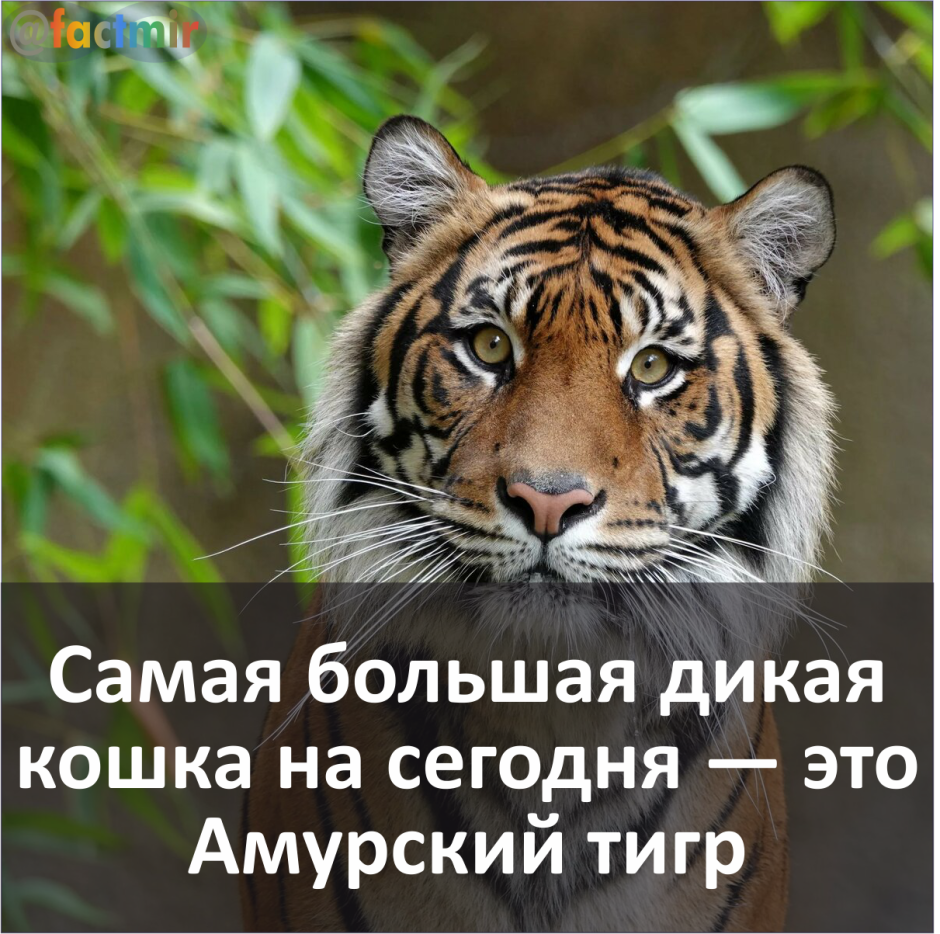 Гелик с тигром