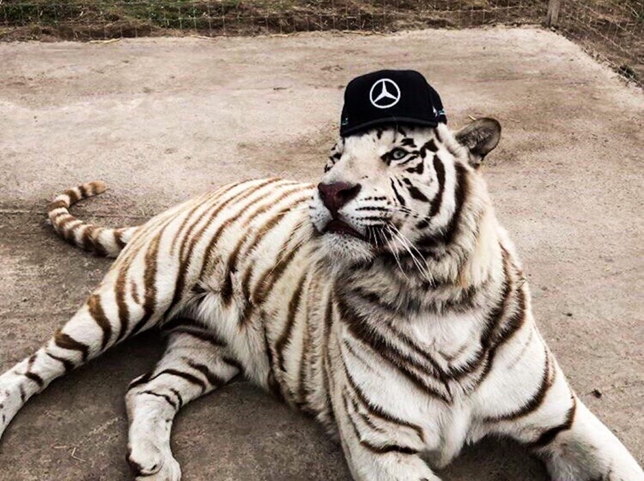 Испуганный тигр